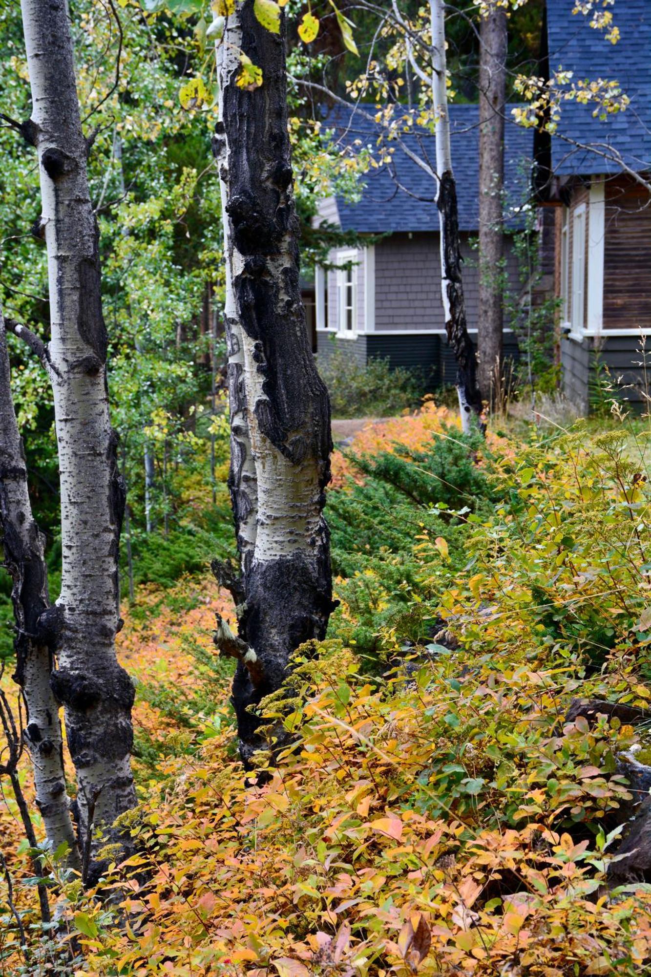 Johnston Canyon Lodge & Bungalows Castle Junction Exterior photo